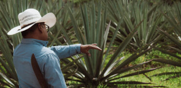 KC’s Agave Connection