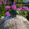 Bloom Where You Are Planted